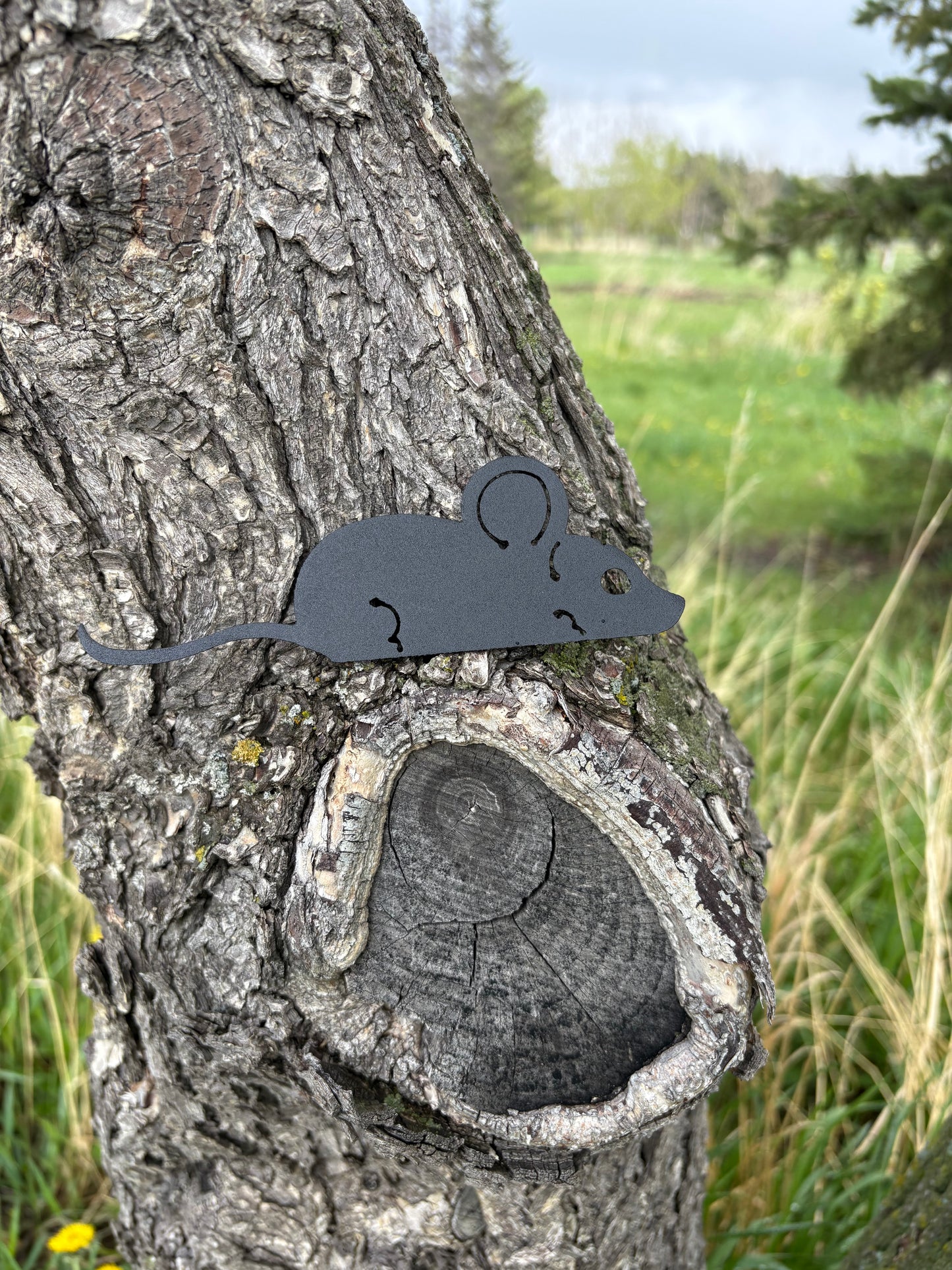 Kitchen Mouse