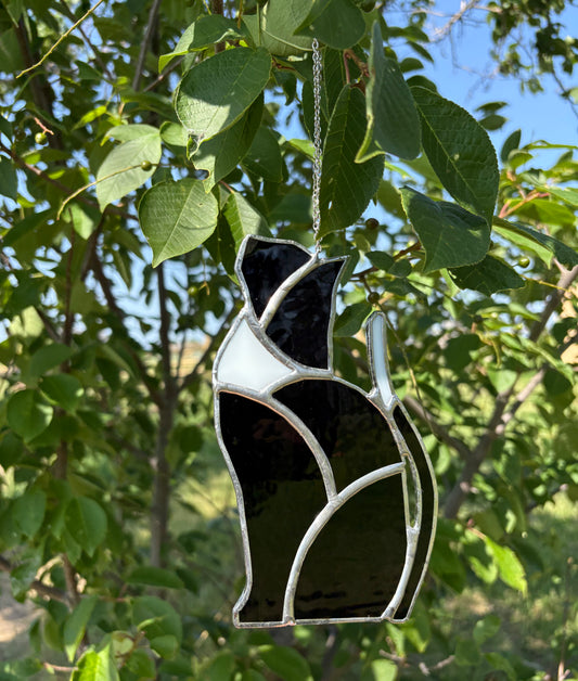 Curious Cat - Tuxedo